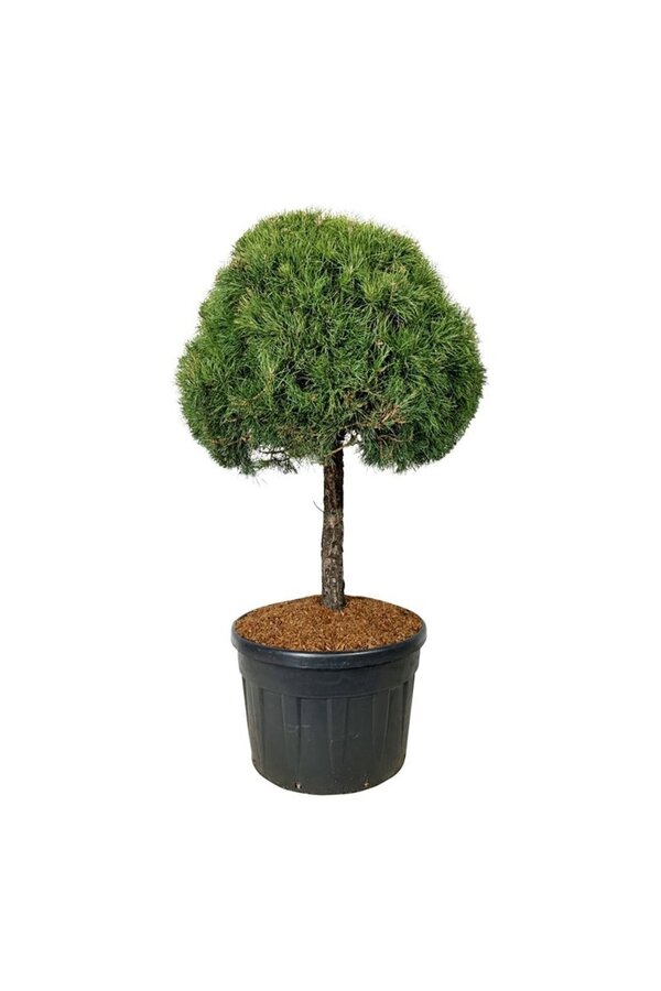 Denneboom Pinus sylvestris