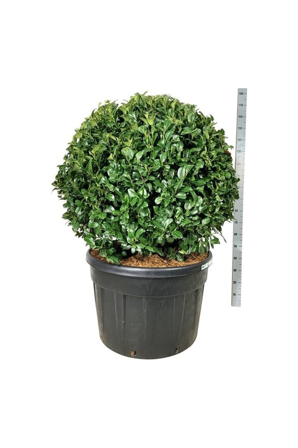 Laurier du Portugal Prunus Ani PBR