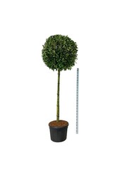 Laurier du Portugal Prunus Novita