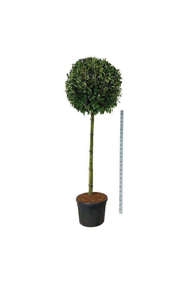 Laurier du Portugal Prunus Novita