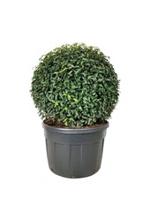 Portugese laurier Prunus Angustifolia