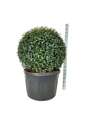 Portugese laurier Prunus Angustifolia