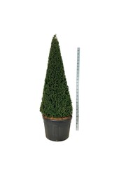 If commun Taxus baccata