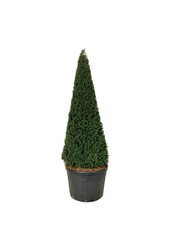 Venijnboom Taxus baccata