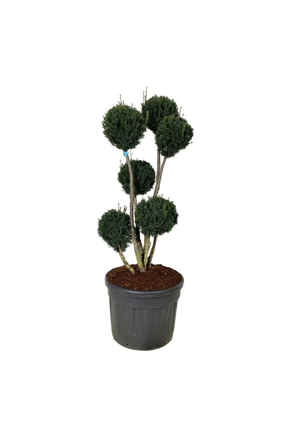 Venijnboom Taxus media Brownii