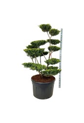 Ilex crenata Green Lustre