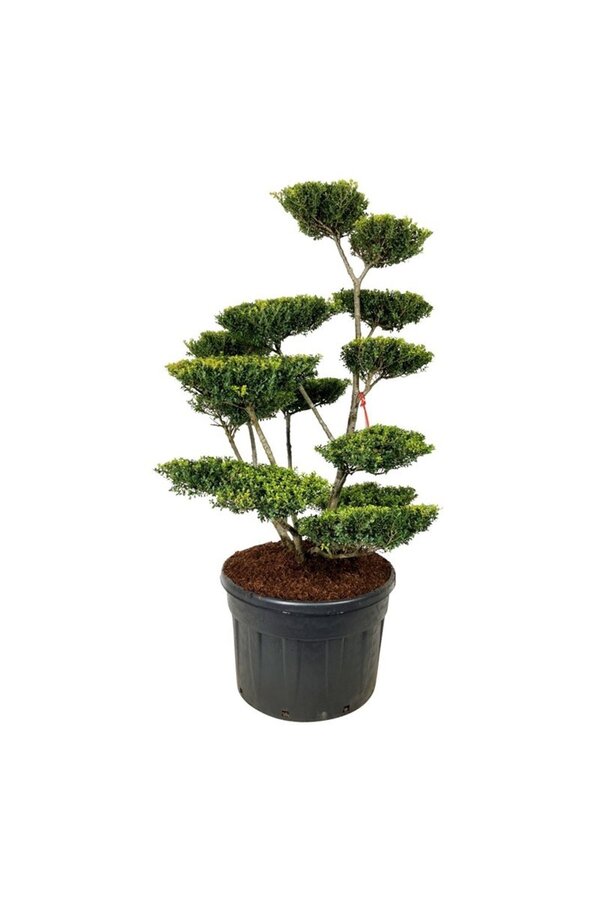 Ilex crenata Green Lustre