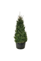Zilverspar Picea abies
