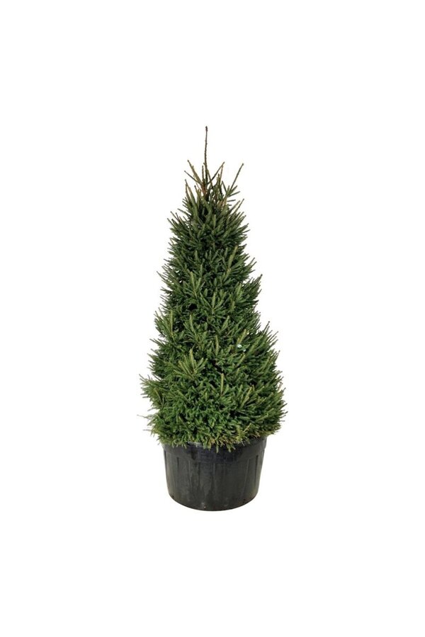 Zilverspar Picea abies