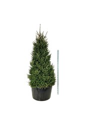 Zilverspar Picea abies