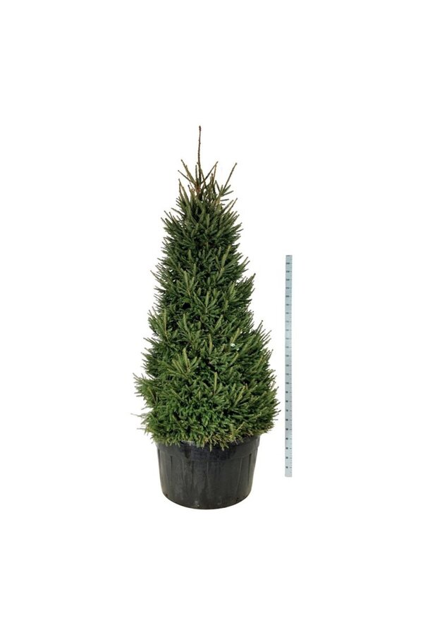 Sapin argenté Picea abies