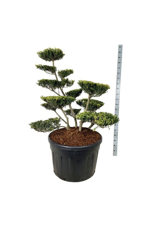 Ilex crenata Green Lustre