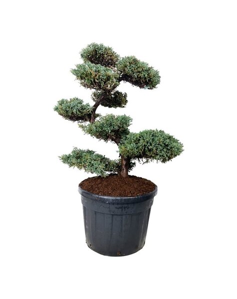 Juniperus