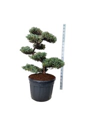 Cipres Juniperus Blue Carpet