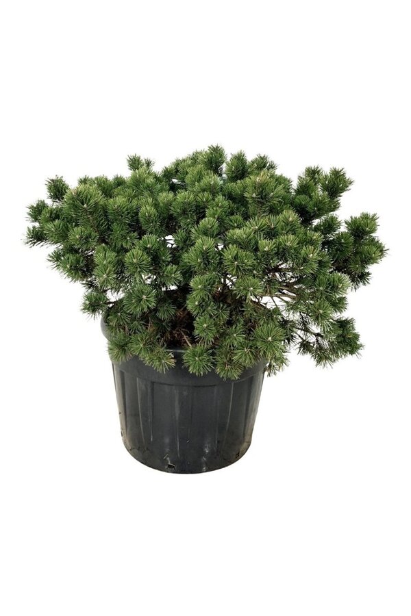 Denneboom Pinus mugo Gnom