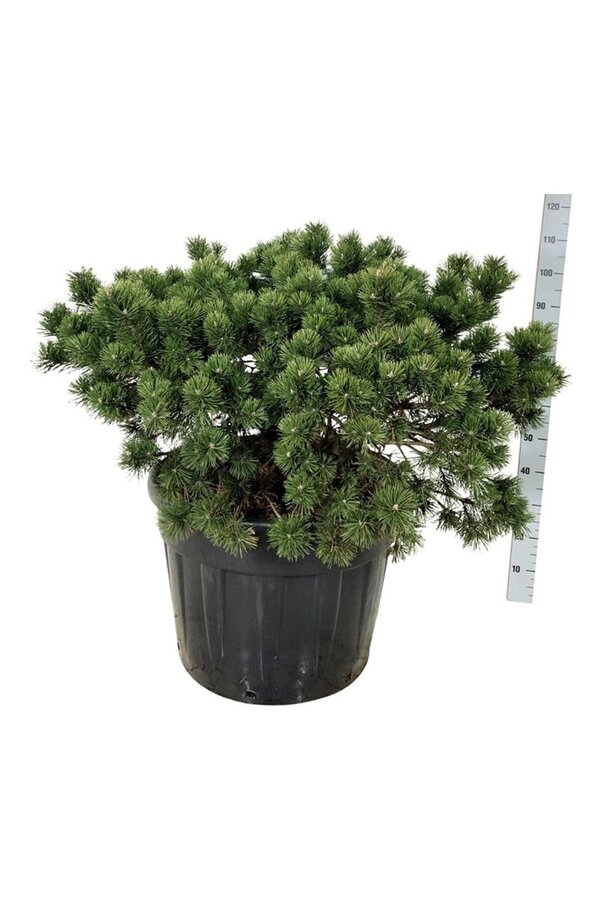 Pin Pinus mugo Gnom