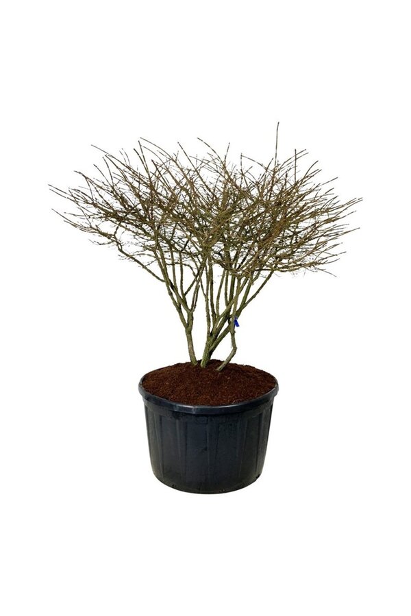 Bonnet de prêtre Euonymus alatus