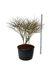 Bonnet de prêtre Euonymus alatus