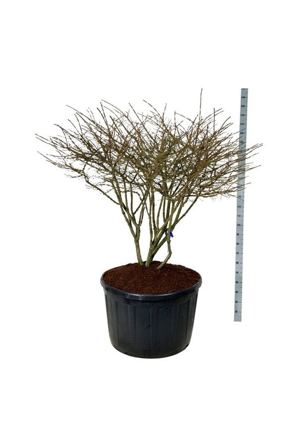 Bonnet de prêtre Euonymus alatus