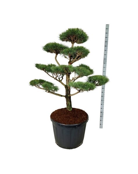 Pinus