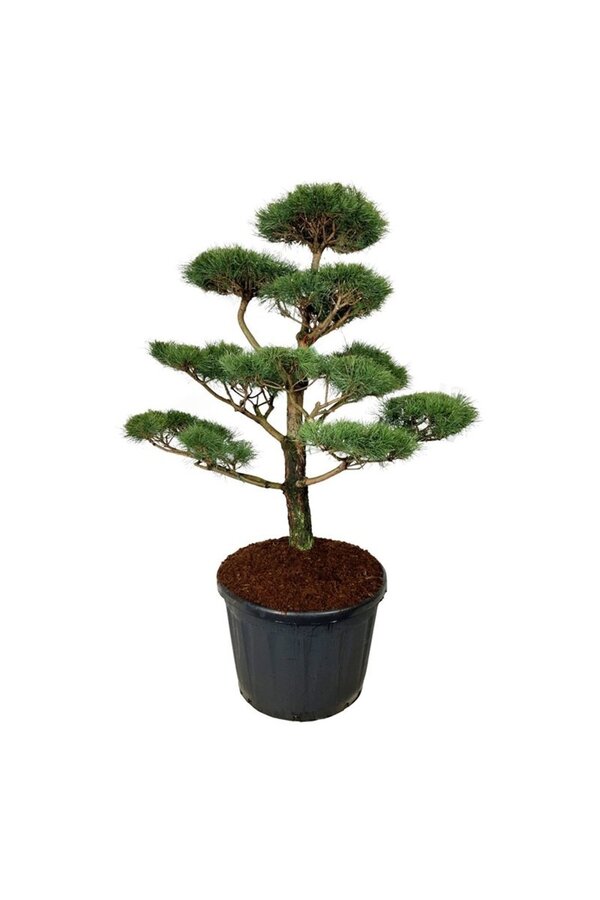 Denneboom Pinus nigra nigra