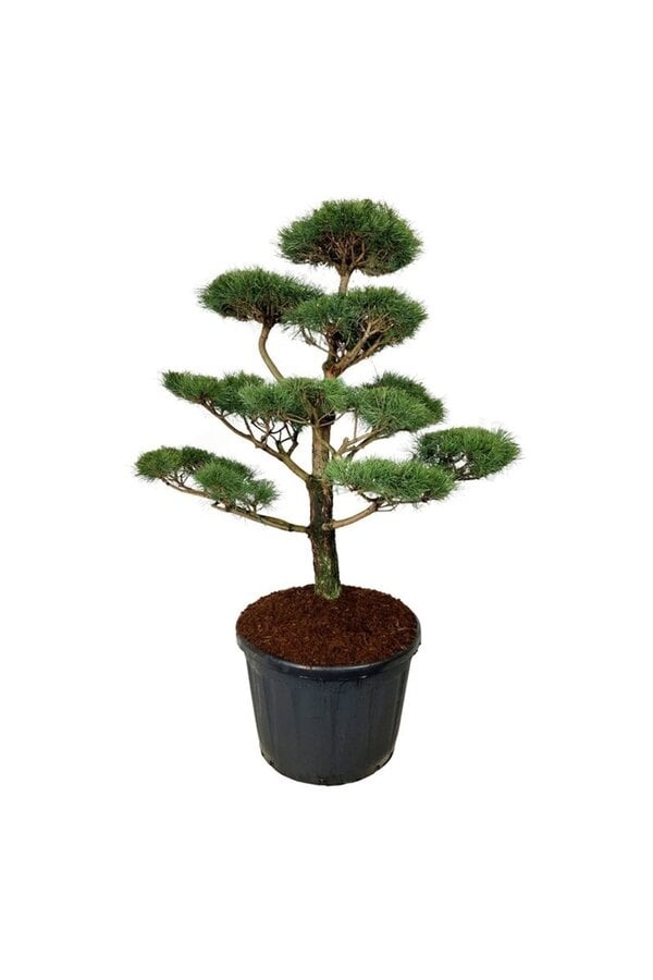 Pin Pinus nigra nigra