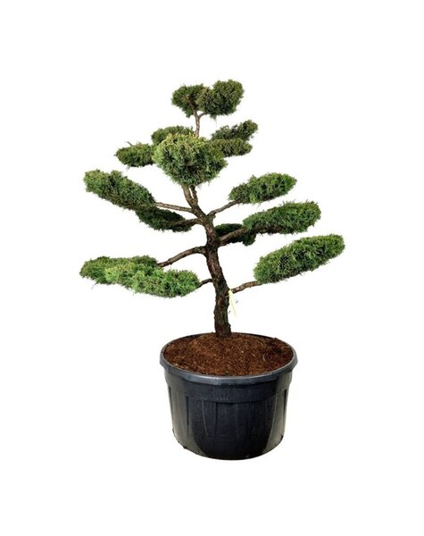Juniperus