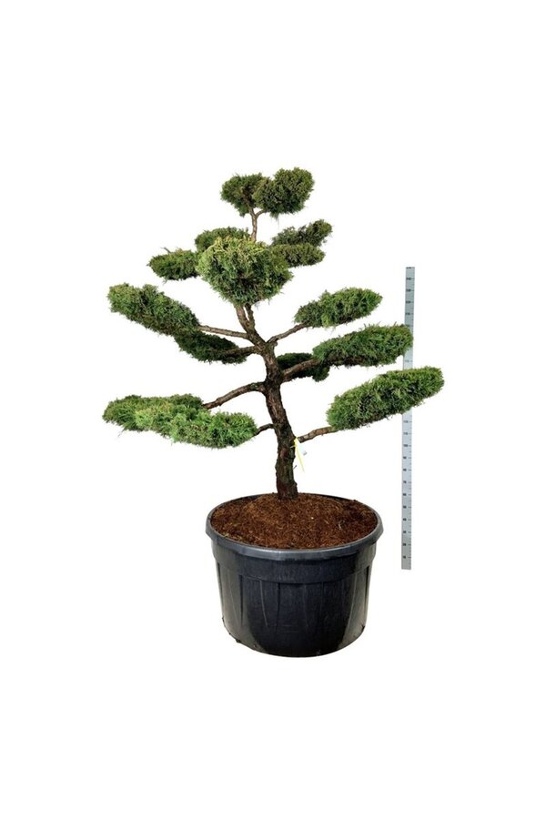 Cyprès Juniperus Pfitzeriana Aurea