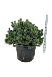 Denneboom Pinus mugo