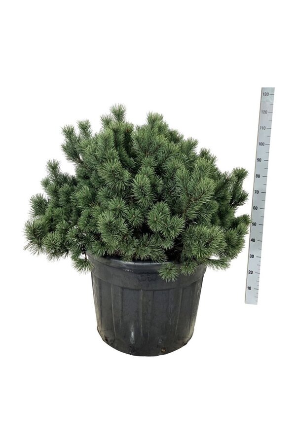 Pin de montagne Pinus mugo