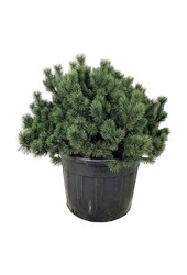 Denneboom Pinus mugo