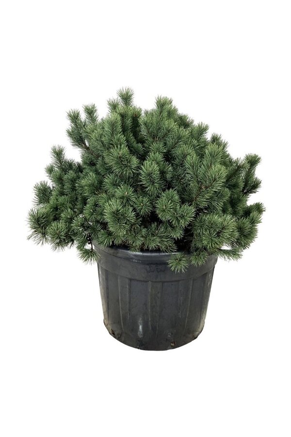 Pin de montagne Pinus mugo