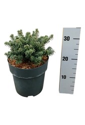 Sapin baumier Abies balsamea Piccolo