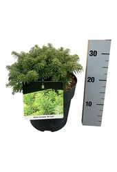 Sapin de Corée Abies koreana Brillant