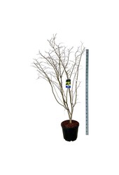 Esdoorn Acer Arctic Jade ®