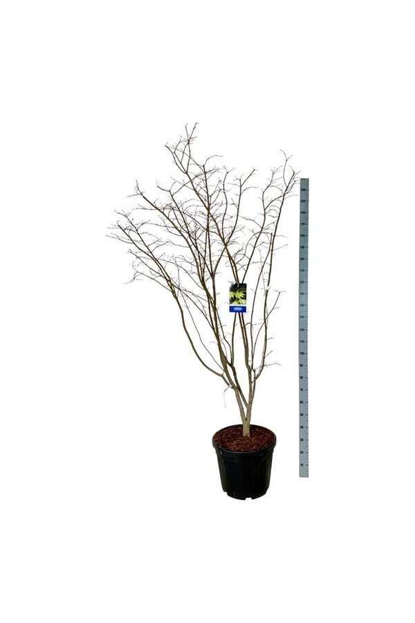 Esdoorn Acer Arctic Jade ®