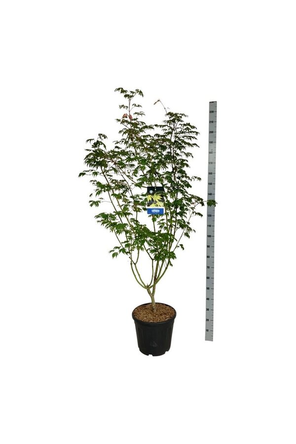 Érable Acer Arctic Jade ®