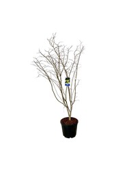 Esdoorn Acer Arctic Jade ®