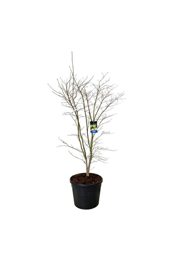 Érable Acer Arctic Jade ®