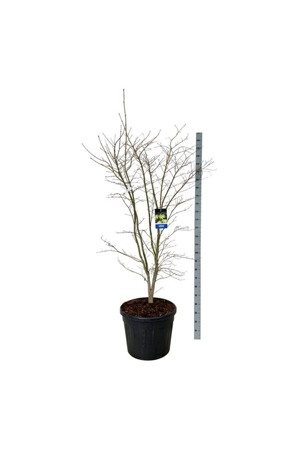 Érable Acer Arctic Jade ®