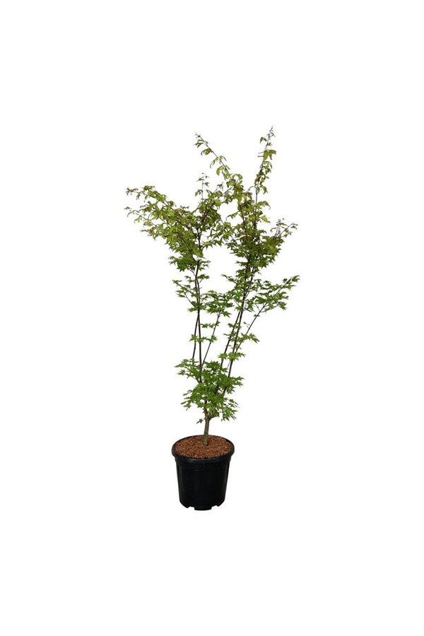 Érable Acer Summer Gold