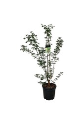 Esdoorn Acer griseum