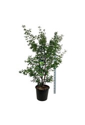 Érable Acer griseum