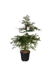 Esdoorn Acer Ice Dragon ®