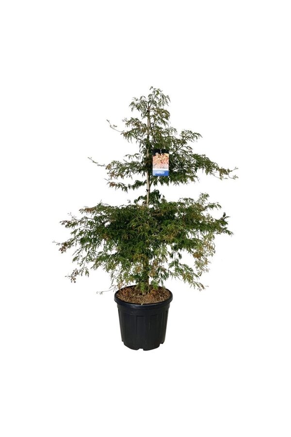 Érable Acer Ice Dragon ®