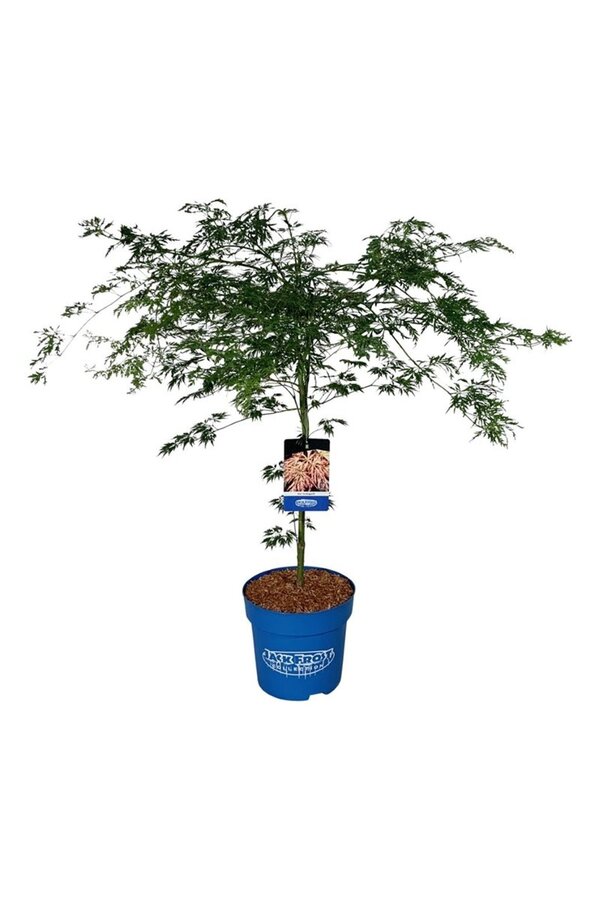 Érable Acer Ice Dragon ®