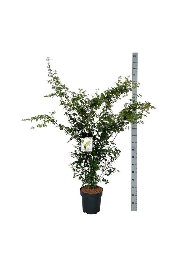 Érable Acer palmatum