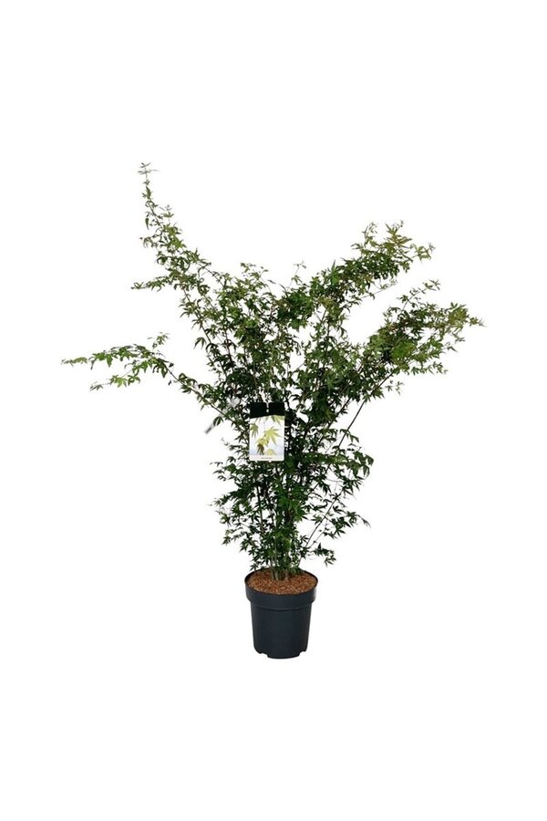 Érable Acer palmatum