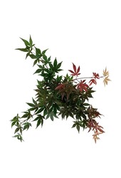 Esdoorn Acer Atropurpureum