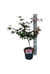Esdoorn Acer Atropurpureum